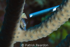 Pygmy file fish, north wall, off of Rum Point, Grand Cayman. by Patrick Reardon 